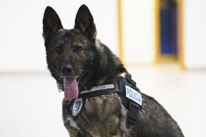 La Polica Local de Lorca despide con cario a Dody, uno de los perros fundadores de la Unidad Canina del municipio