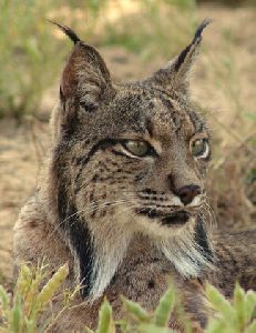 El Ayuntamiento de Lorca respalda el proyecto ''Life Lynx Connect'' para el regreso del lince ibrico a la Regin