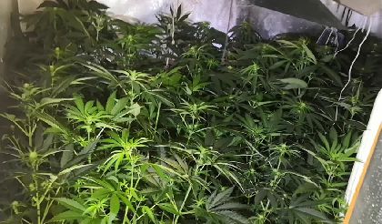 La Polica Local desmantela una plantacin de marihuana que contaba con un total de 60 plantas en fase de floracin en el interior de una vivienda del casco urbano de Lorca