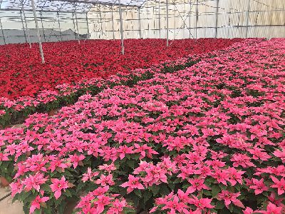 Durante la primera semana de diciembre se iniciar la plantacin de las flores de pascua en las plazas y jardines del municipio de cara a la celebracin de la Navidad 