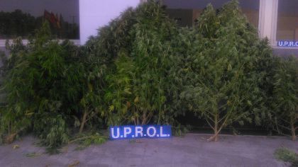La Polica Local de Lorca incauta 20 plantas de marihuana y pone a disposicin de la Guardia Civil a una persona por delito contra la salud pblica