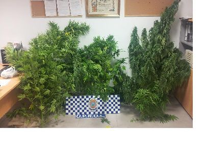 La Polica Local interviene una plantacin de cannabis en el paraje de Las Terreras que hubieran supuesto 1.500 dsis y 6.000 euros en el mercado negro