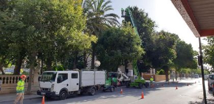 El Ayuntamiento lleva a cabo una revisin exhaustiva del arbolado urbano de gran porte para prevenir cadas de ramas 