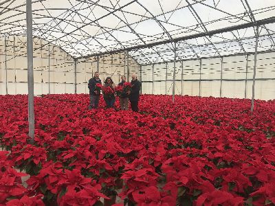 Ms de 4.500 flores y plantas procedentes de los viveros municipales engalanarn las zonas verdes lorquinas durante las fechas navideas