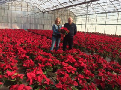 El Ayuntamiento de Lorca plantar en los jardines del municipio 2.500 flores de pascua de su propio vivero