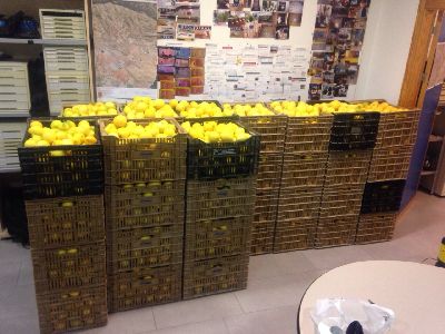 La Polica Local recupera una tonelada de limones que haba sido sustrada de una explotacin agraria de La Campana tras sorprender a los presuntos autores de los hechos