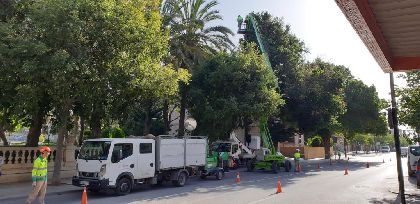 El Ayuntamiento lleva a cabo una revisin exhaustiva del arbolado urbano para evitar cadas de ramas 