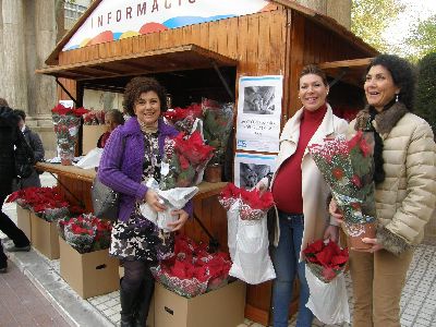 La Asociacin Alzheimer Lorca vende flores de pascua para recaudar fondos para sus actividades