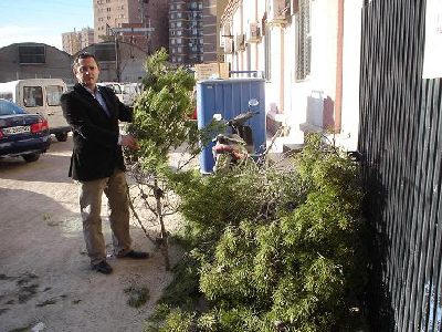 En la madraguda del lunes da 16 se realizar un tratamiento fitosanitario en varias zonas ajardinadas de Lorca