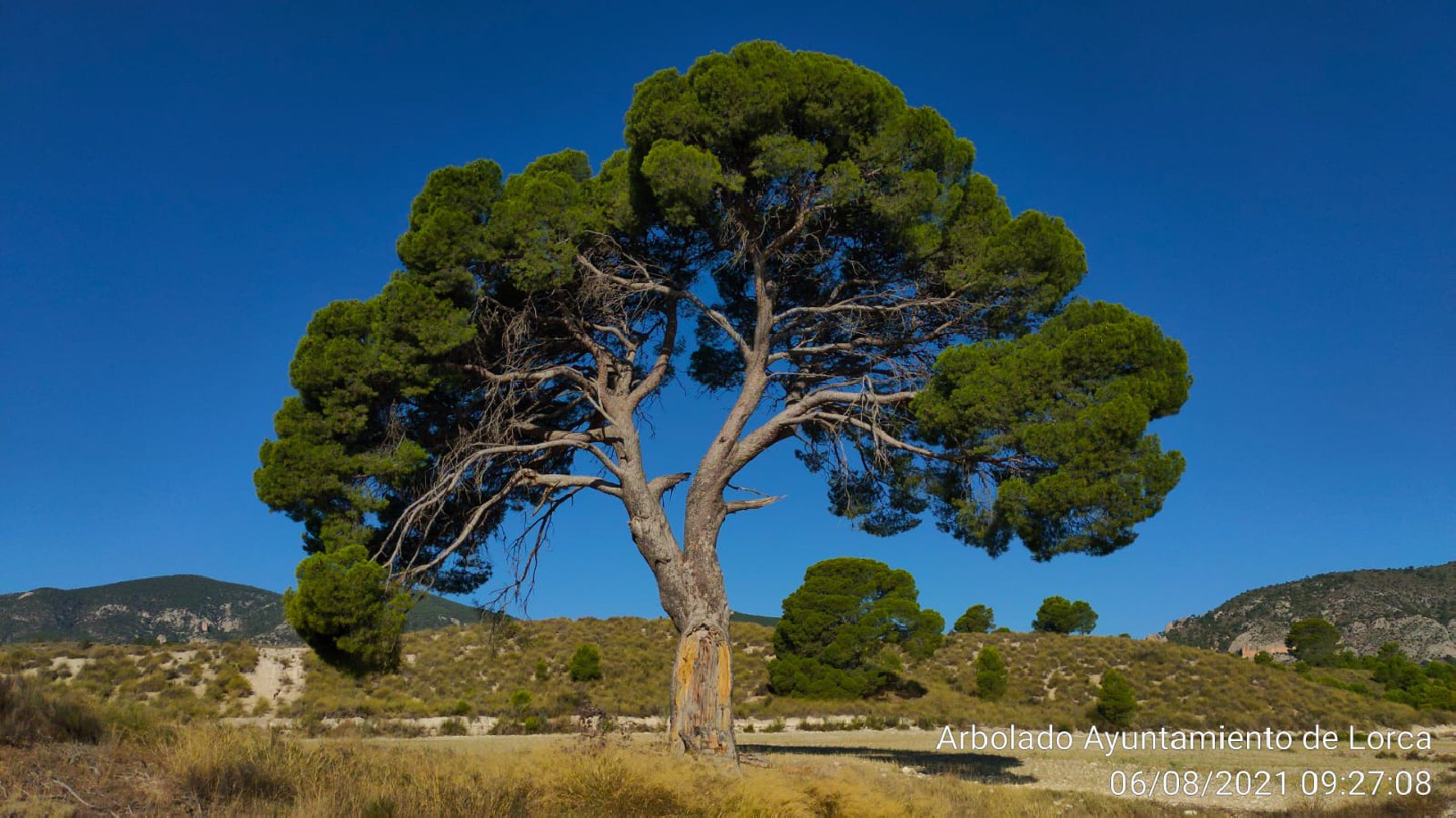 El Ayuntamiento actualiza el catálogo de árboles con la revisión de 44  ejemplares monumentales y otros 73 singulares